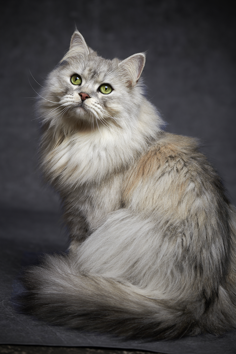 作品イメージ15