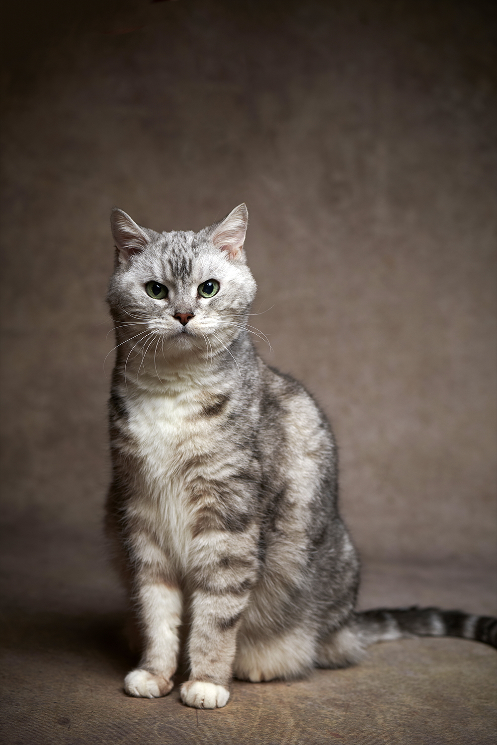 アメリカンショートヘア ペット写真