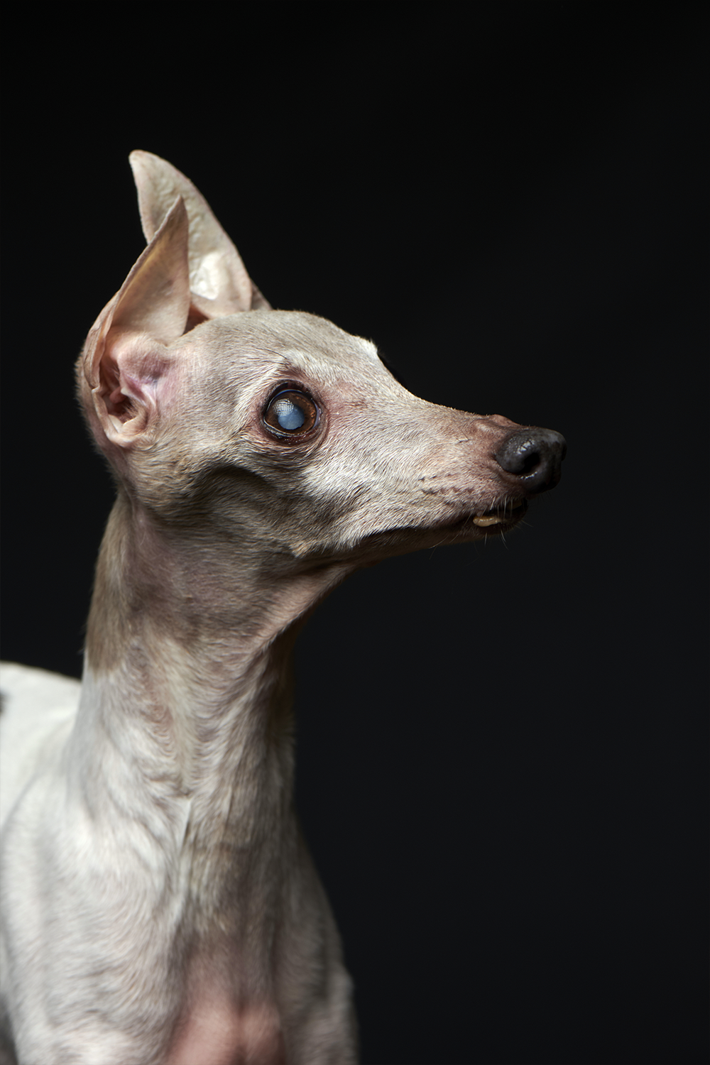 イタリアン・グレーハウンド ペット写真