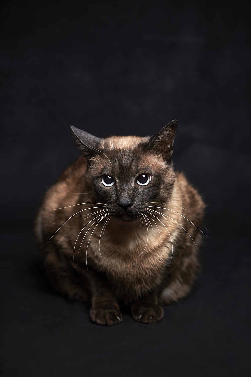 キャバリア ペット写真