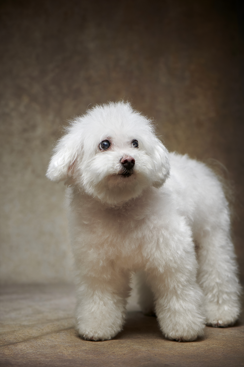 ビジョンフリーぜ ペット写真