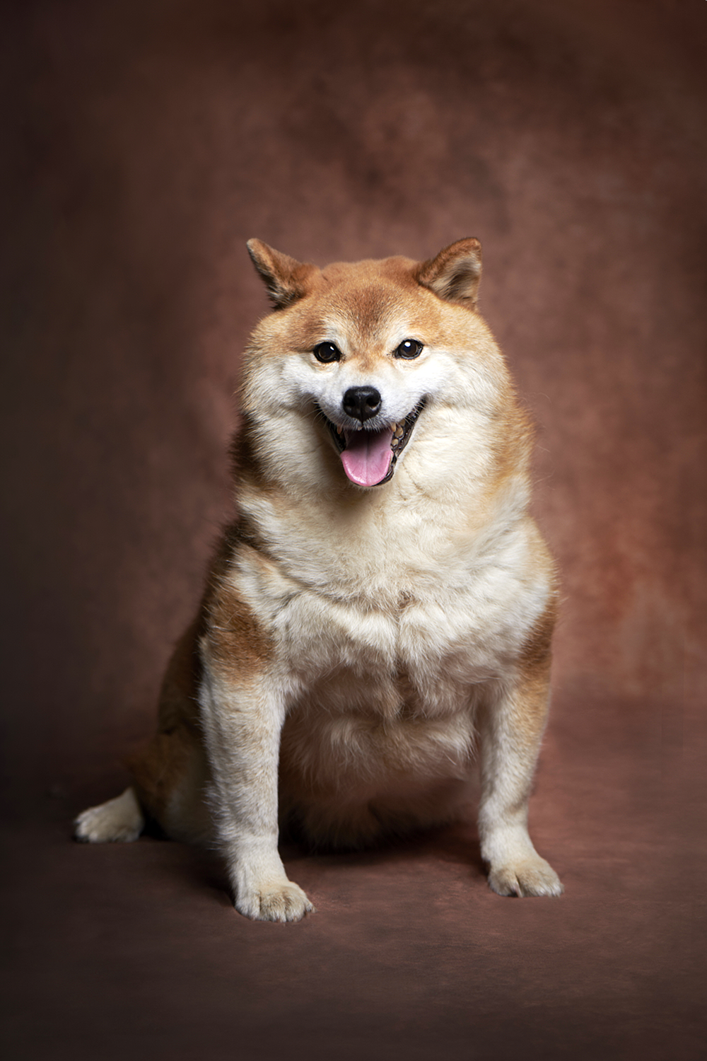 柴犬 ペット写真